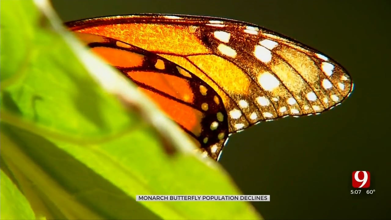 Monarch Butterfly Population Dips Following 2023 Drought