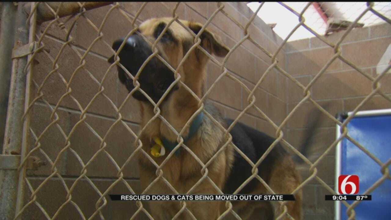 Humane Society Of Tulsa Transports 120 Pets Rescued From Harvey