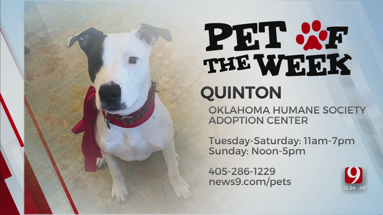 Pet Of The Week: Quinton