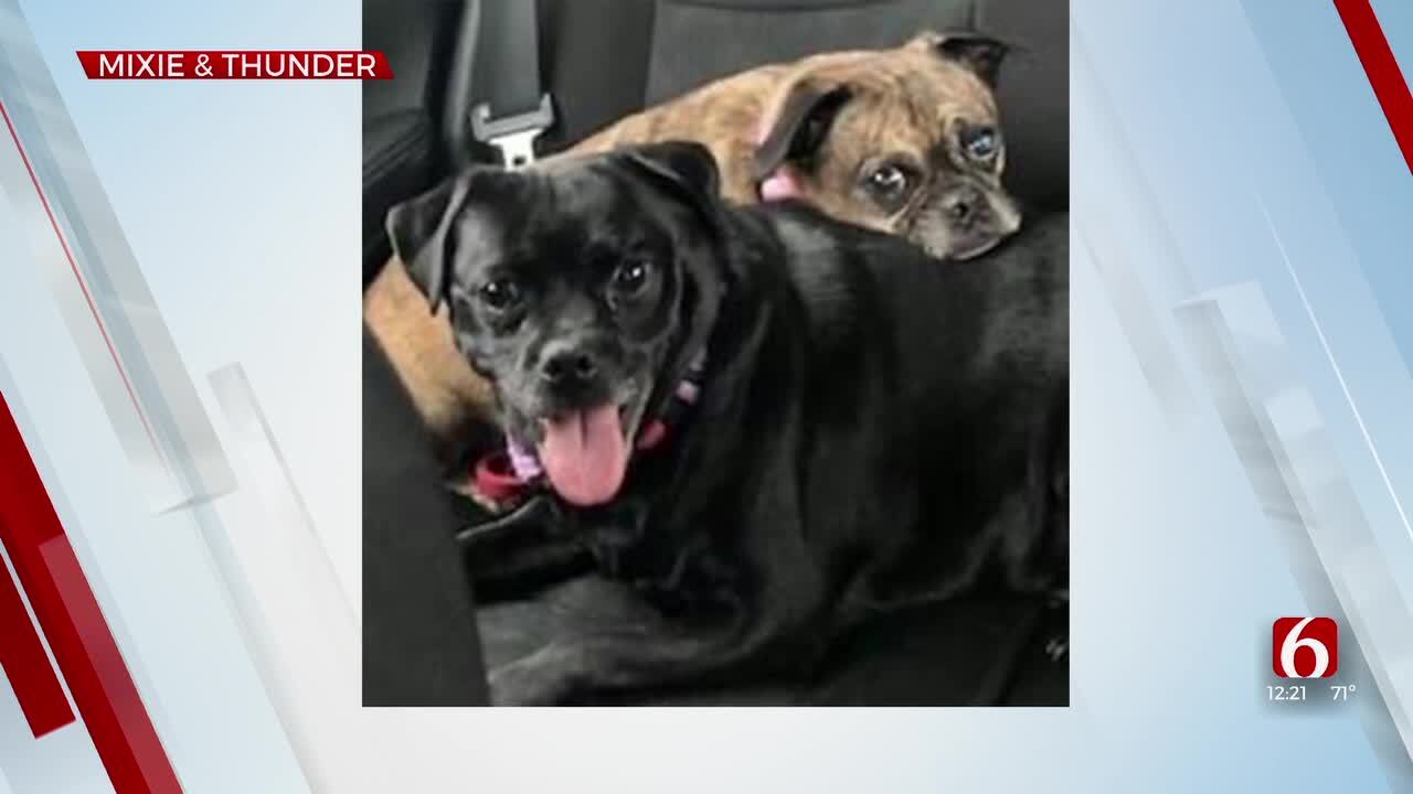 Pets of the Week: Mixie and Thunder