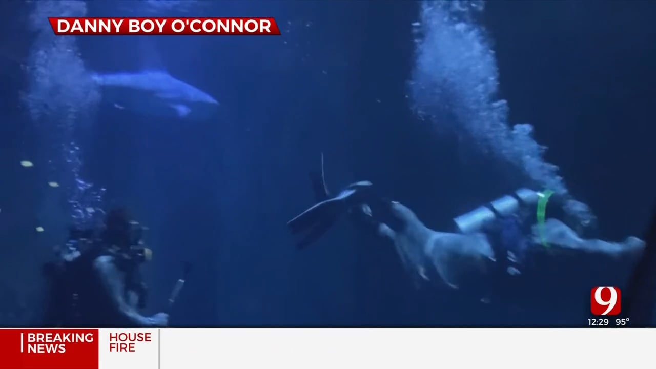 Danny Boy O’Connor Swims With Bull Sharks At Oklahoma Aquarium