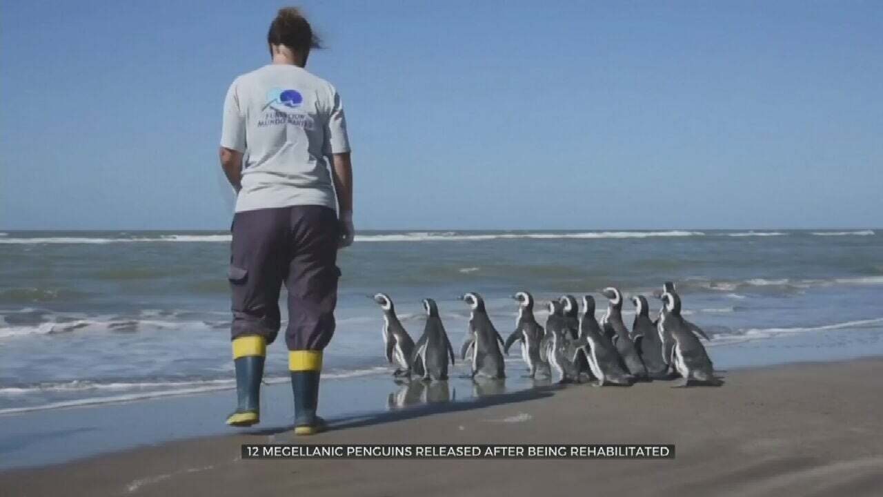 Watch: Magellanic Penguins Return To The Seas After Being Rehabilitated