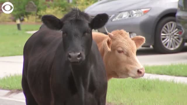 WATCH: Cows Spotted Roaming In Florida Neighborhood