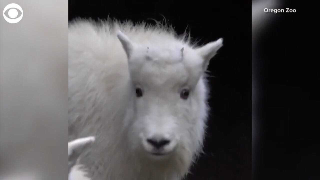 SO CUTE: Watch These Mountain Goats Play In Their New Home