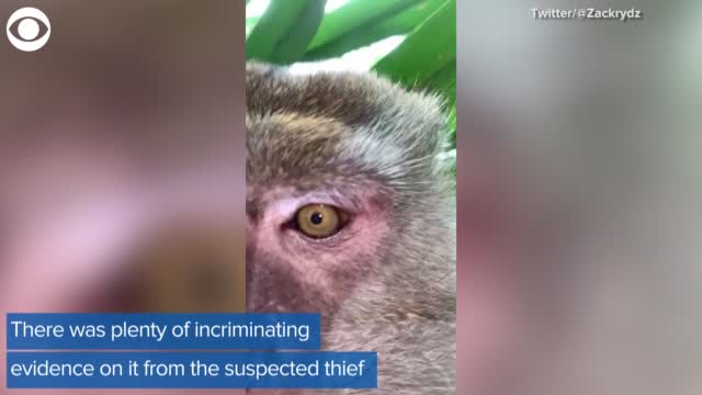 Watch: Monkey Steals Phone And Takes Selfies