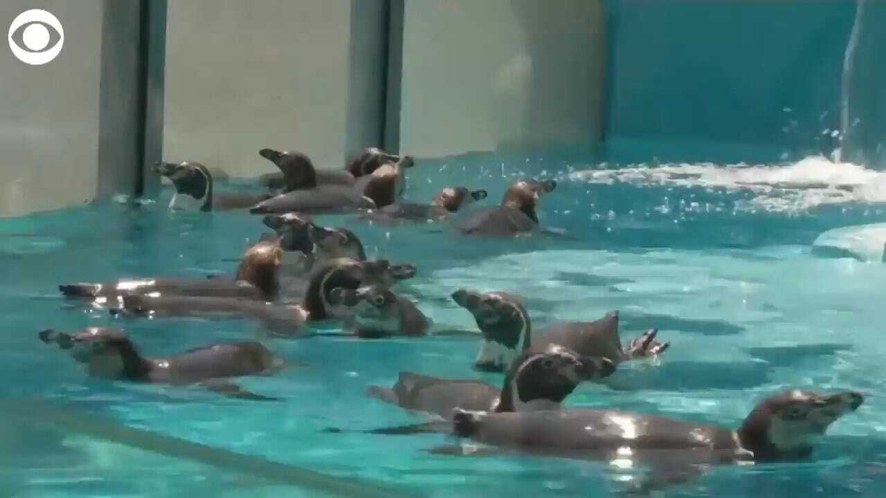 WATCH: Penguins At Belgrade's Zoo Take A Swim On A Hot Summer Day