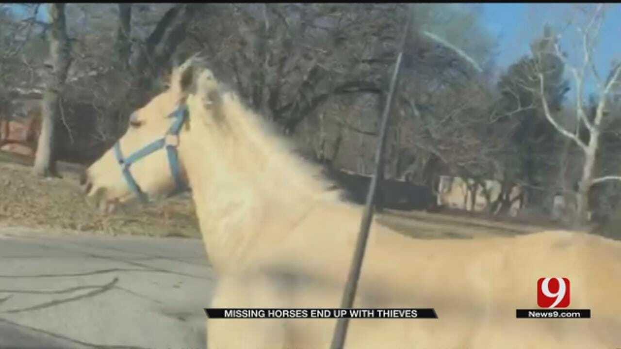 Family Searching For Missing Horses