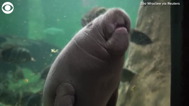 Watch: Manatee Born At Zoo In Poland Makes Public Debut