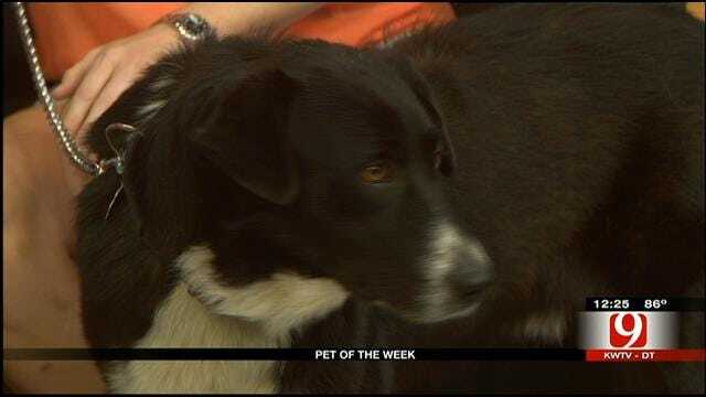 Pet Of The Week: Meet Tex