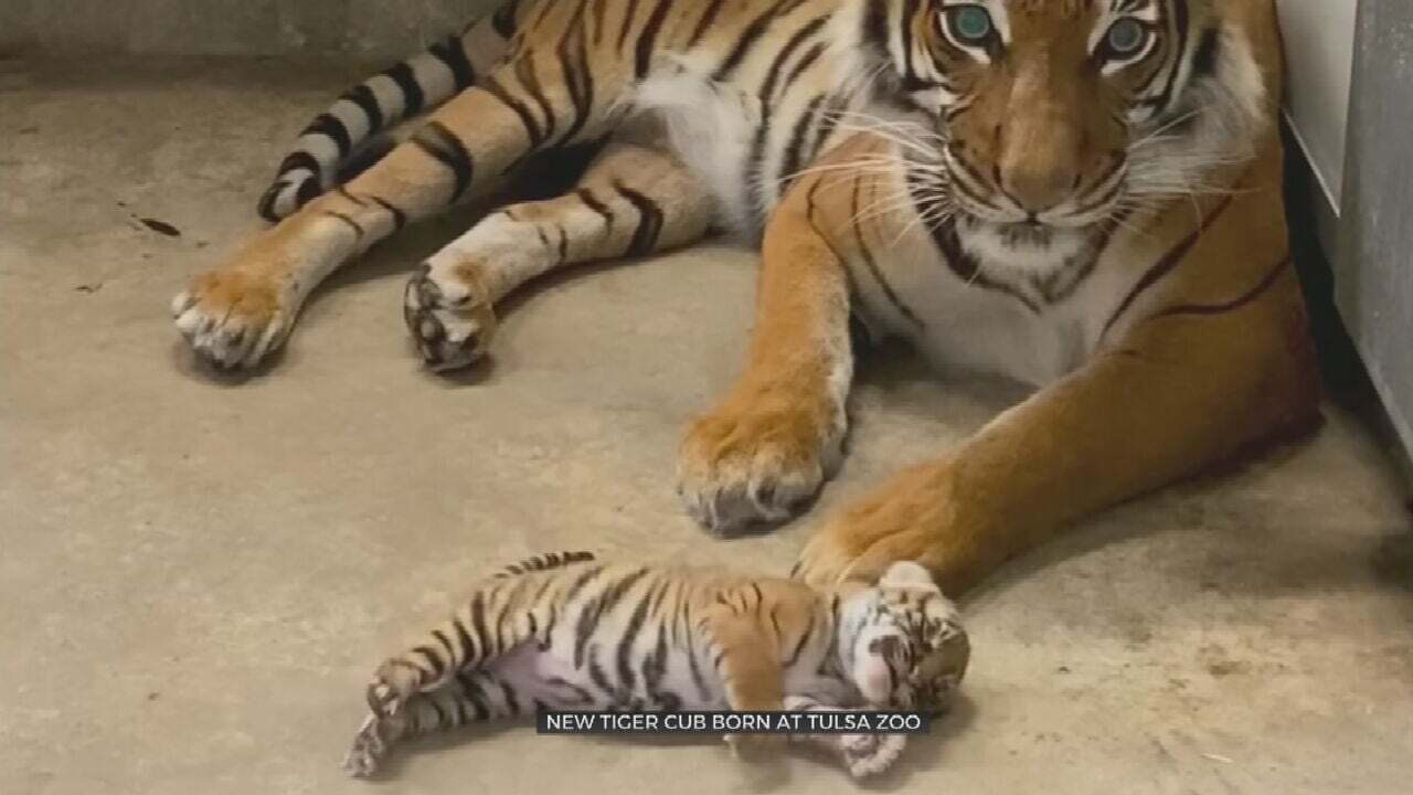 New Tiger Cub Born At The Tulsa Zoo