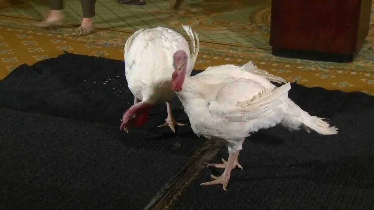 Meet Bread & Butter: The Turkeys Relax At DC Hotel Before Being Pardoned