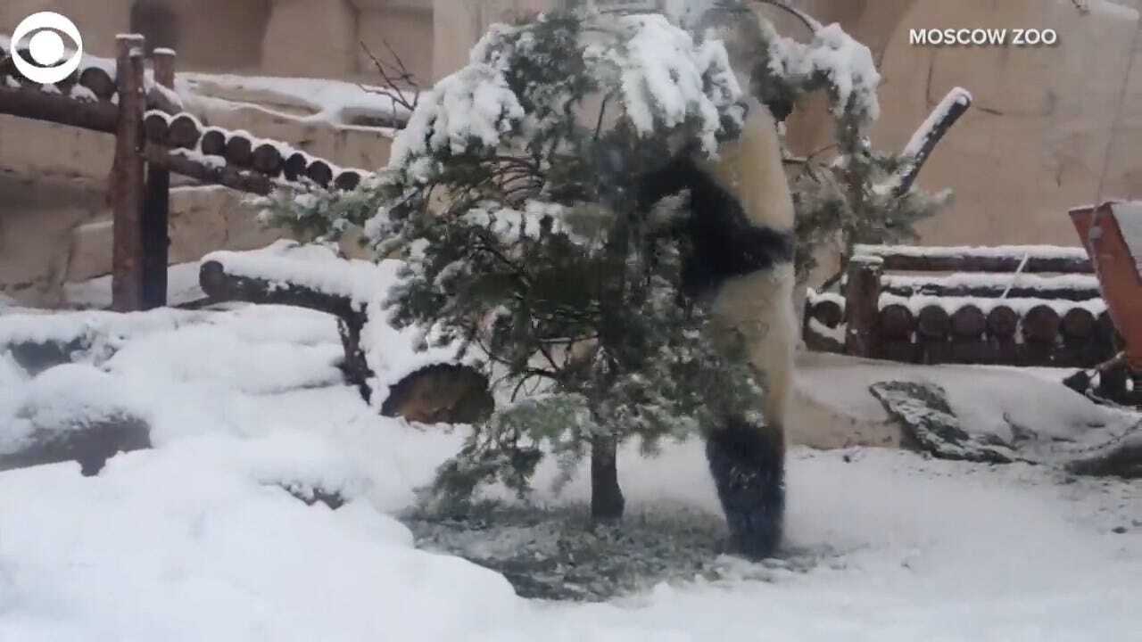 AWWW! This Playful Panda Jumped Right Up After Falling Out Of Tree