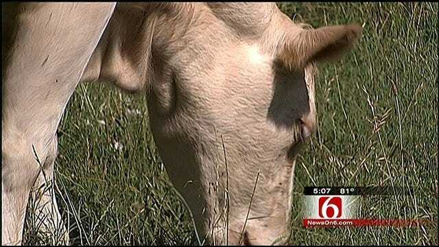 Cattle Rustlers Hit Ramona Rancher Hard
