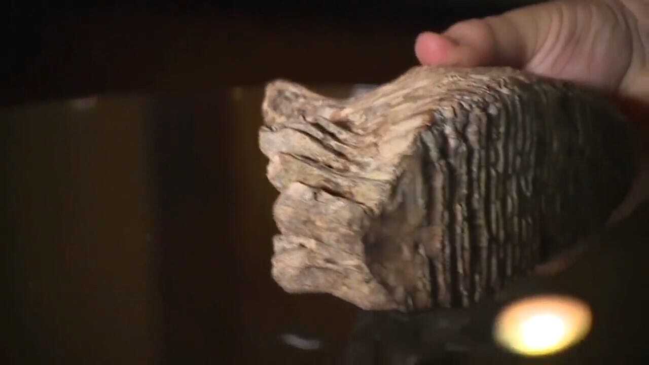 12-Year-Old Discovers Apparent Woolly Mammoth Tooth While On Vacation In Ohio