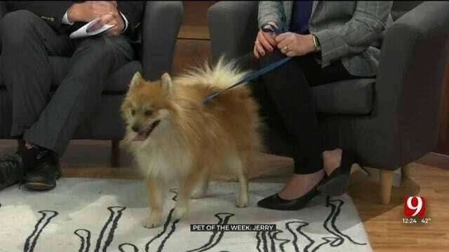 Pet of the Week: Jerry