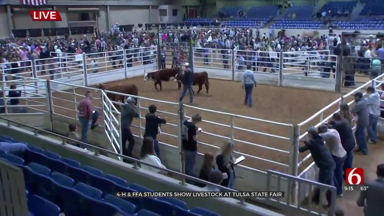 Watch: 4H, FFA Students Show Livestock At The Tulsa State Fair 