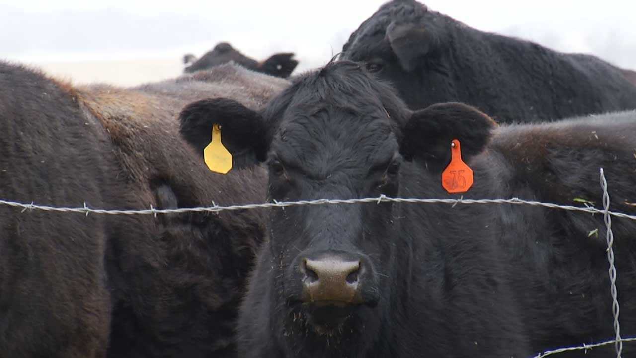 Family Says More Than 100 Head Of Cattle Stolen From Mayes County Ranch