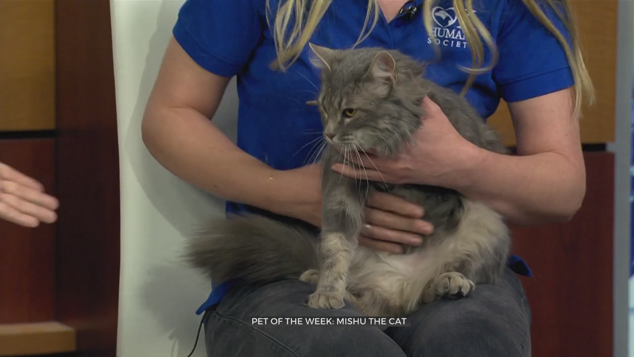 Pet Of The Week: Mishu The Cat