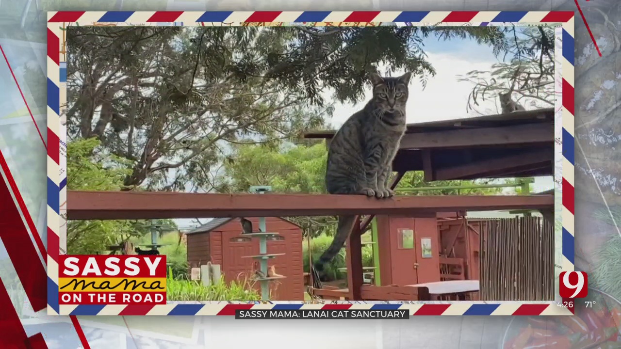 Sassy Mama On The Road: Lanai Cat Sanctuary