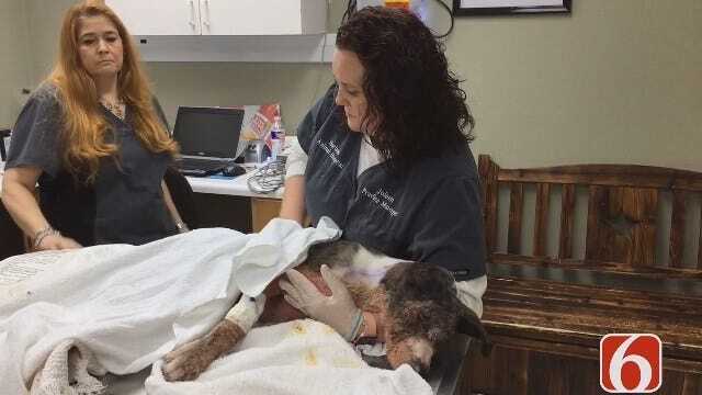 Emory Bryan Updates A Possible Animal Abuse Investigation In Bixby