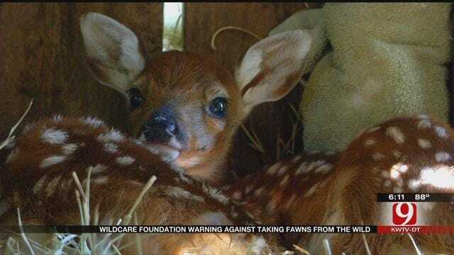 Wildcare Foundation Warning Against Taking Fawns From The Wild