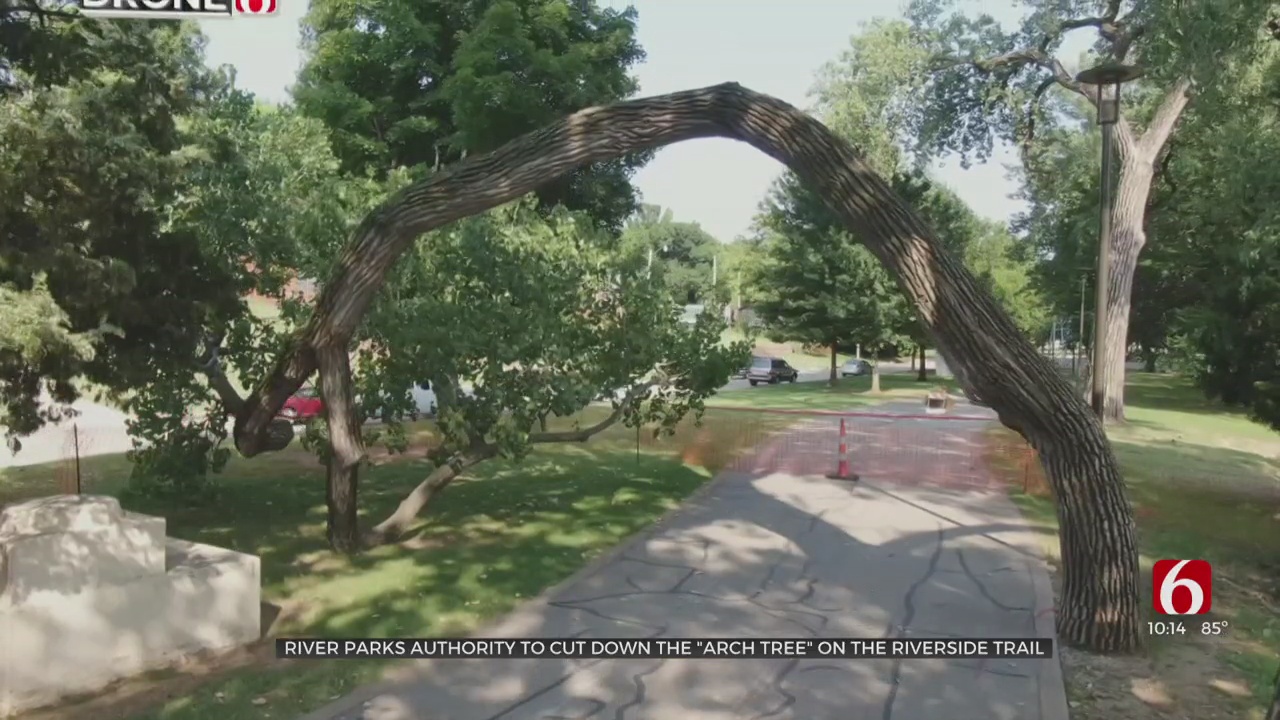 Tulsa River Parks Authority To Cut Down The 'Arch Tree' On Riverside Trail