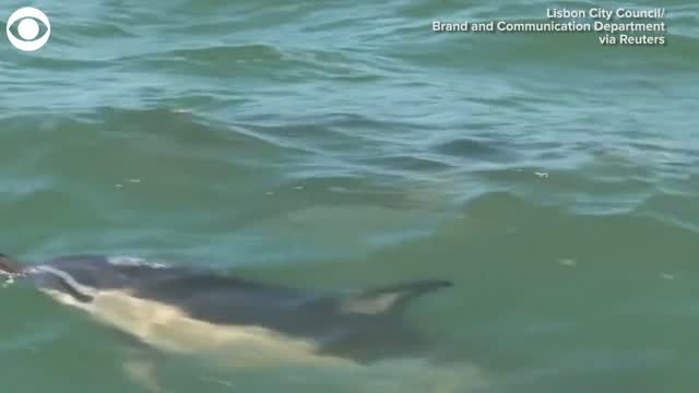 Watch: Dolphins Spotted In River Off Coast Of Lisbon, Portugal