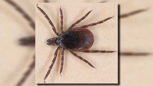Protecting Yourself From Ticks During Summer Months