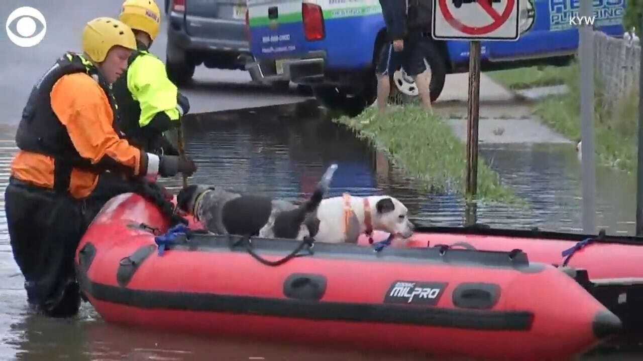 WATCH: Dogs Rescued From Flooding