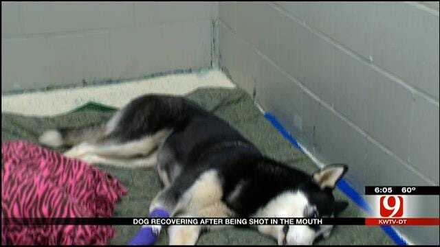 Rush Springs Family Stays Hopeful After Dog Was Shot In The Mouth