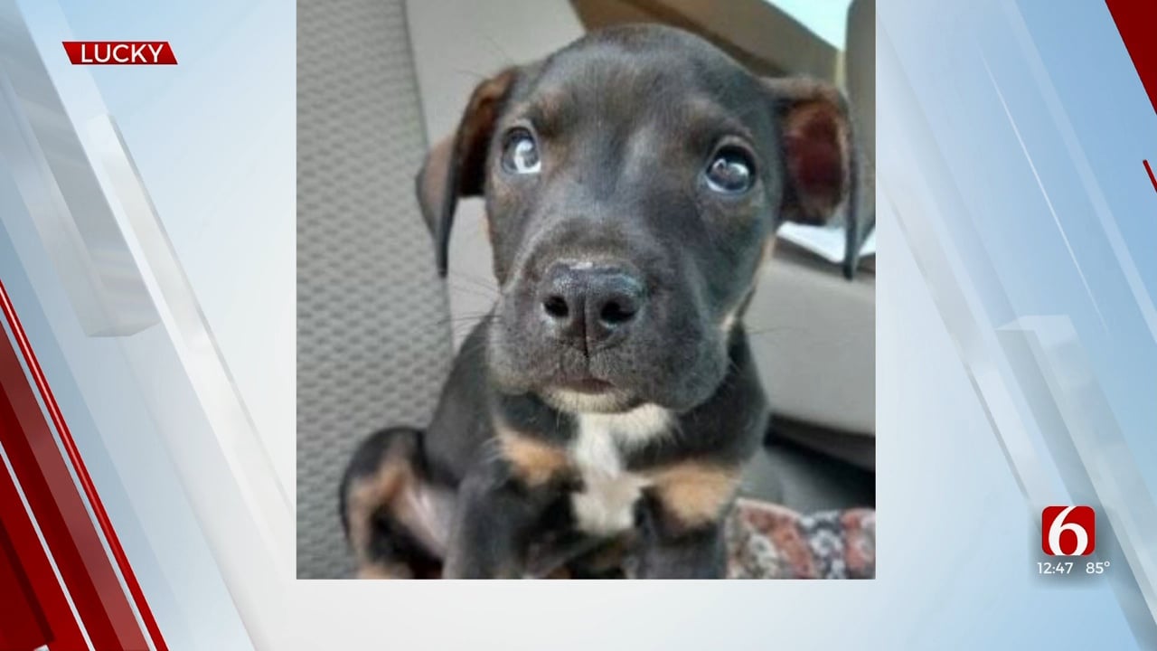 Pet of the Week: Lucky the Puppy