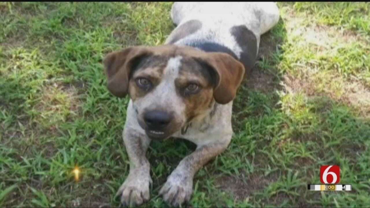 Bow Hunter Kills Oklahoma Cancer Patient's Therapy Dog
