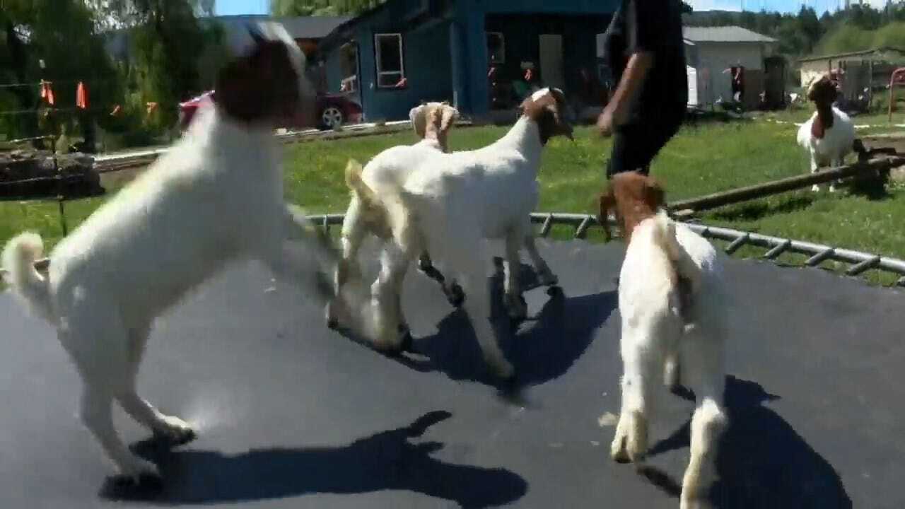 WATCH: Baby Goats Have Fun On A Trampoline