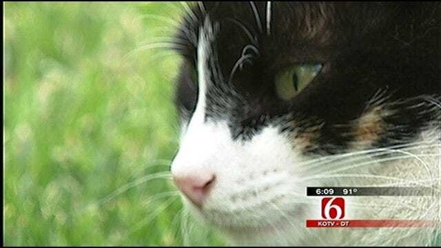 Tulsa's Philbrook Museum Launches New 'Cat Cams'