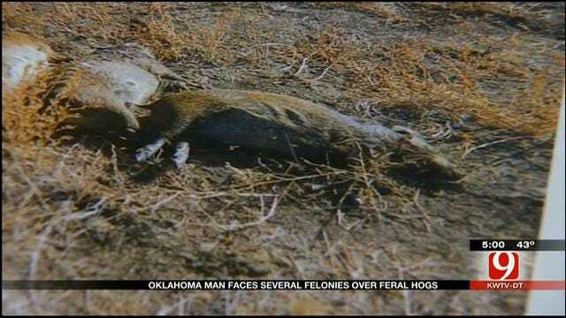 Oklahoma Man Faces Several Felonies Over Feral Hogs
