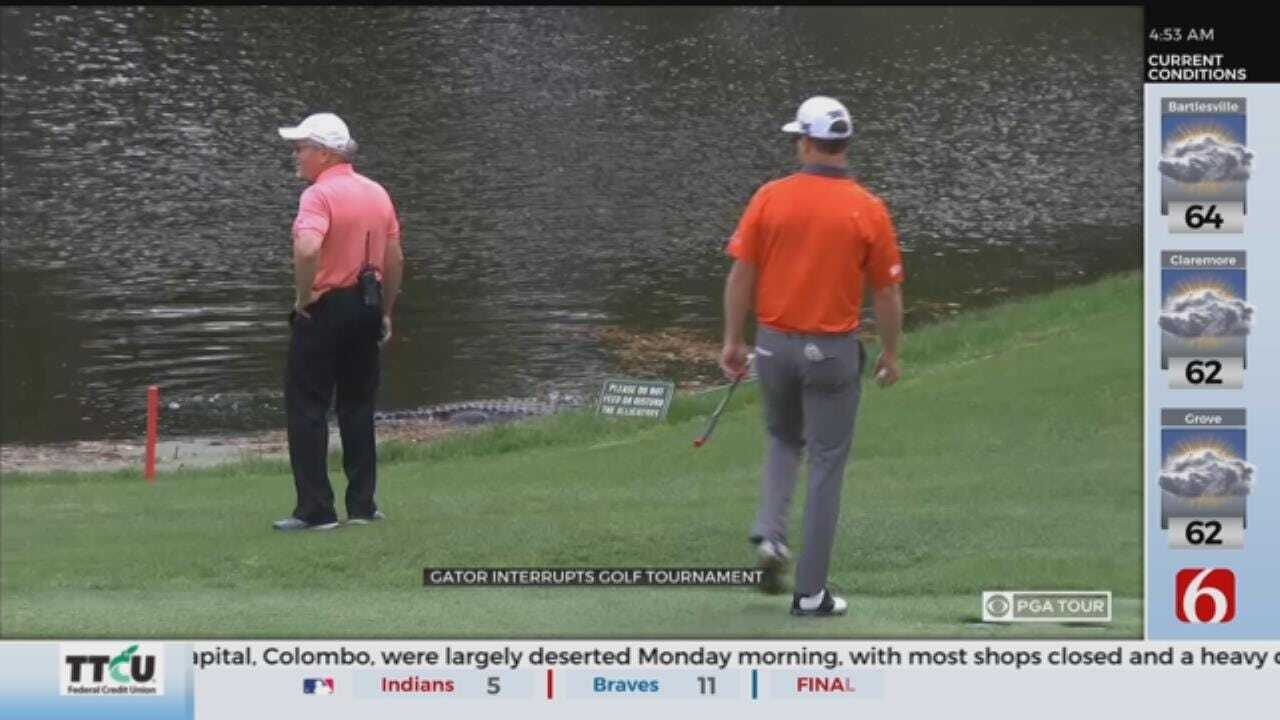 Alligator Stops Golf Tournament