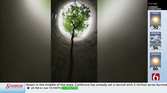 WATCH: Kids Find Huge Tree in Abandoned Silo