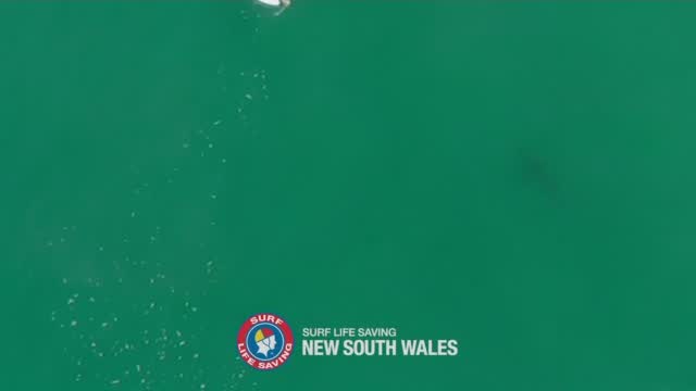 Dramatic Drone Video Shows Surfer’s Close Call With Shark: ‘My Heart Just Sank’