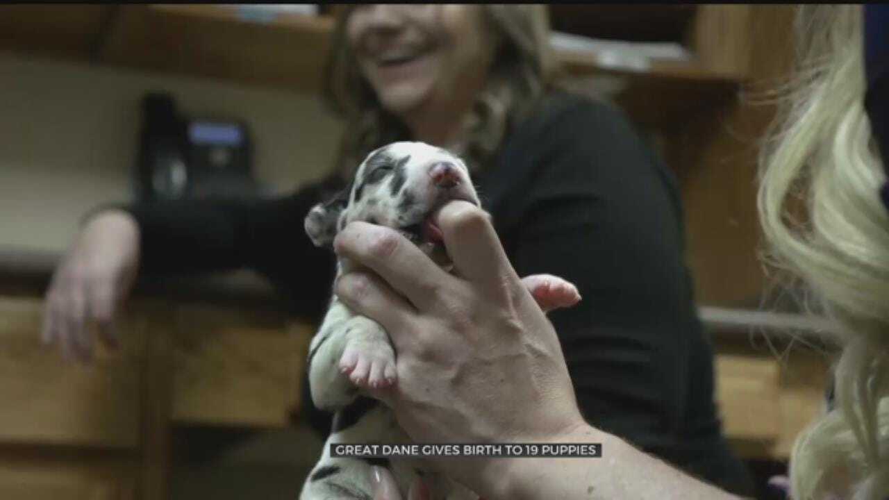 WATCH: Great Dane Gives Birth To 19 Puppies