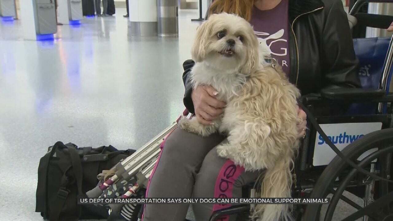  U.S. Ruling Excludes Emotional Support Animals From Planes