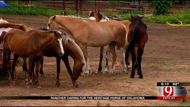 Red Dirt Diaries: Rancher Cares For Heritage Horse Of OK