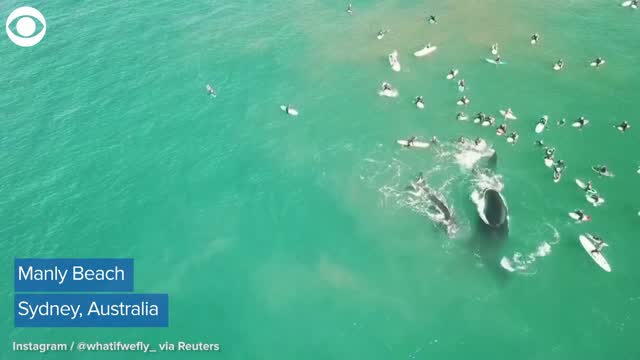 WATCH: Whales Swim Close To Surfers In Australia