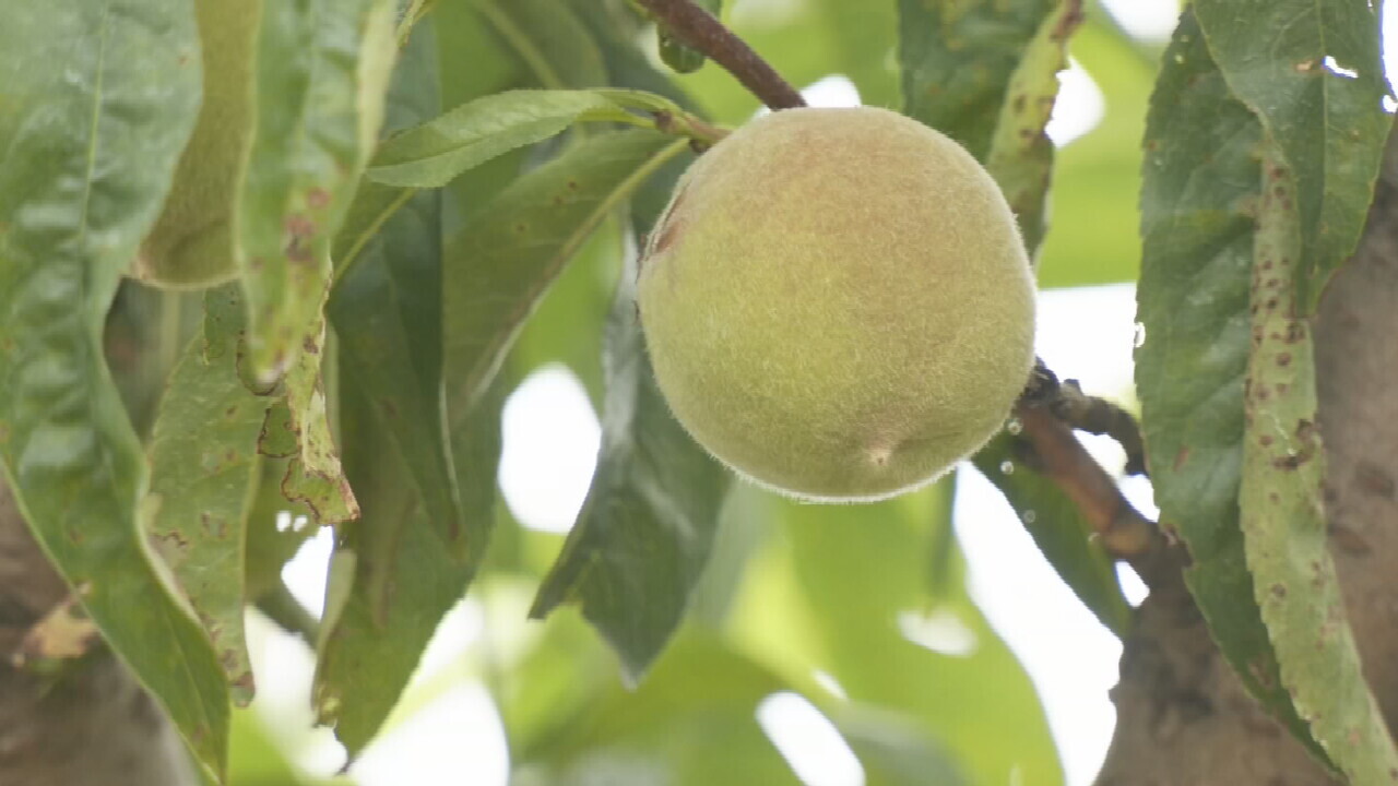Porter Peach Orchard Says Winter Weather Has Disrupted Harvest