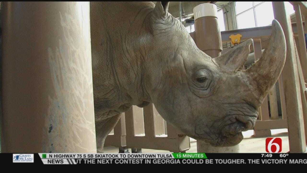 Wild Wednesday: How The Tulsa Zoo Weighs Its Rhinos
