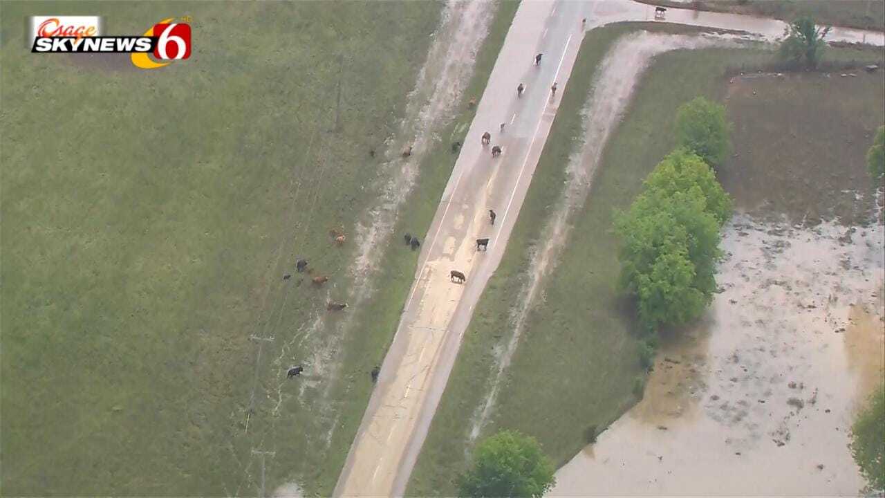 WATCH: Cattle Loose On Highway 62 In Muskogee County Flooding