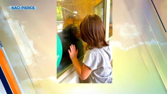 SOMETHING GOOD: Little Girl Shares A Moment With Tulsa Zoo Chimp