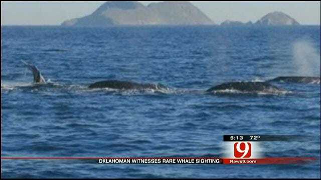 OKC Couple Shares 'Whale Of A Tale' From California Vacation