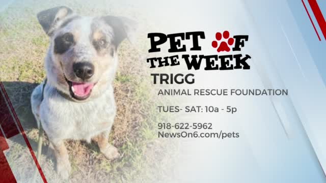 Pet Of The Week: Trigg
