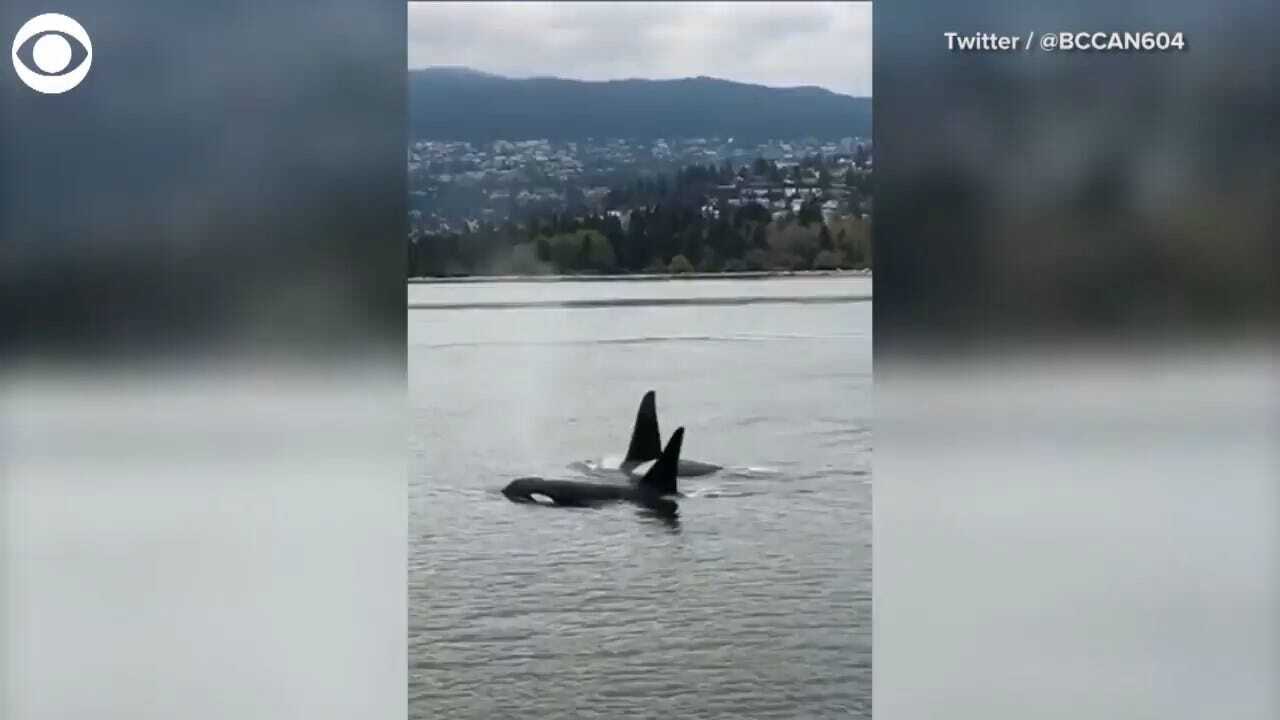 MUST SEE: Whale Pod Sighting In Vancouver