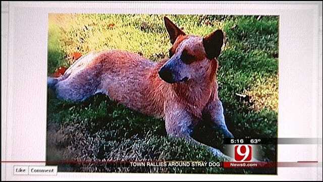 Ada Stray Dog Escapes Dog Catchers, Captures Hearts